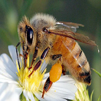 La Abeja Melipona